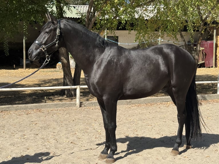 Hanoverian Gelding 3 years 16,2 hh Black in Escalona