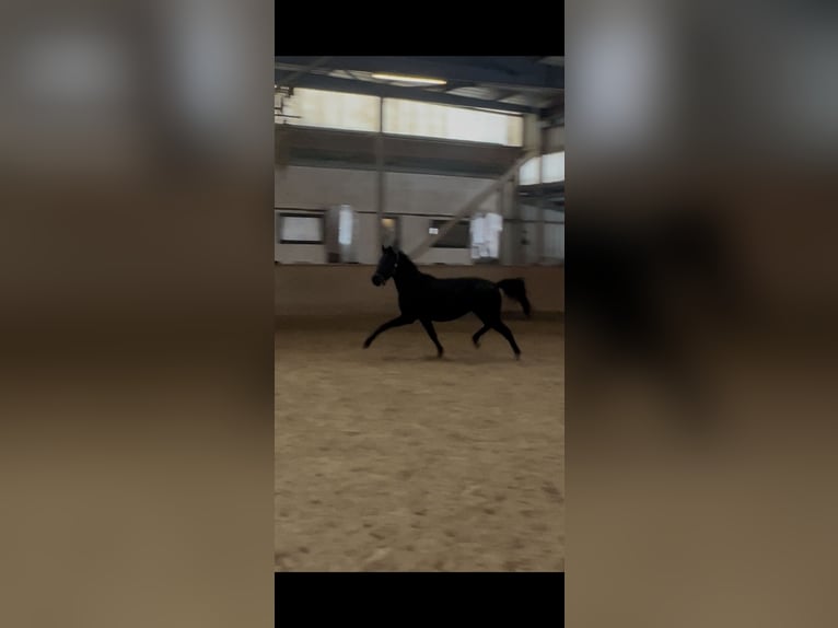 Hanoverian Gelding 3 years 16,2 hh Black in Wien