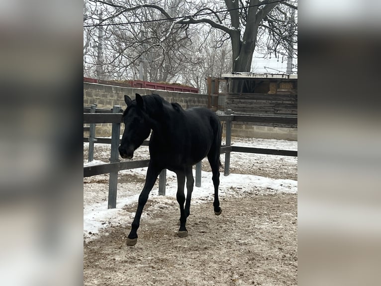 Hanoverian Gelding 3 years 16,2 hh Black in Wien