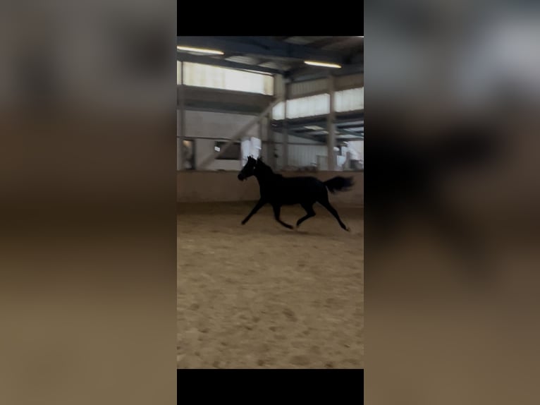 Hanoverian Gelding 3 years 16,2 hh Black in Wien