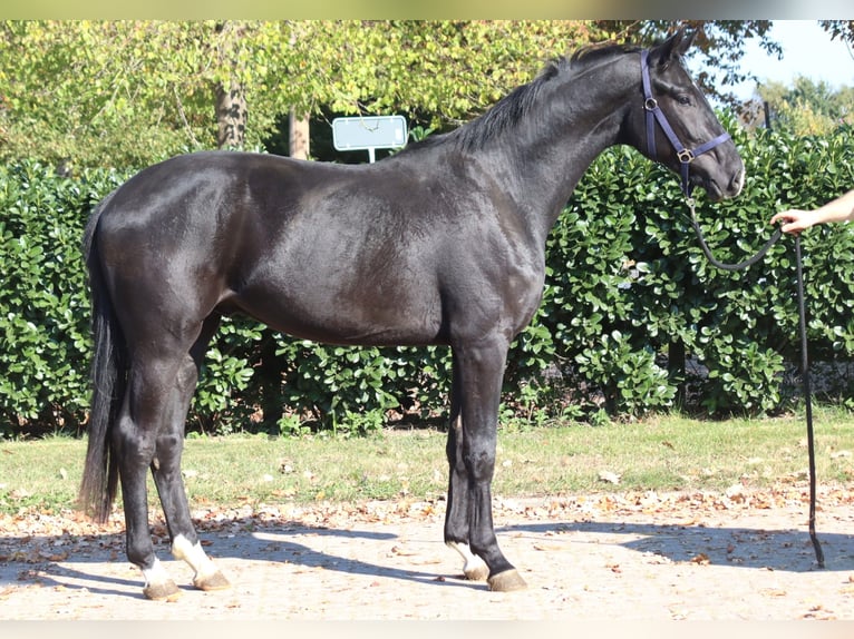 Hanoverian Gelding 3 years 16,2 hh Black in Selsingen