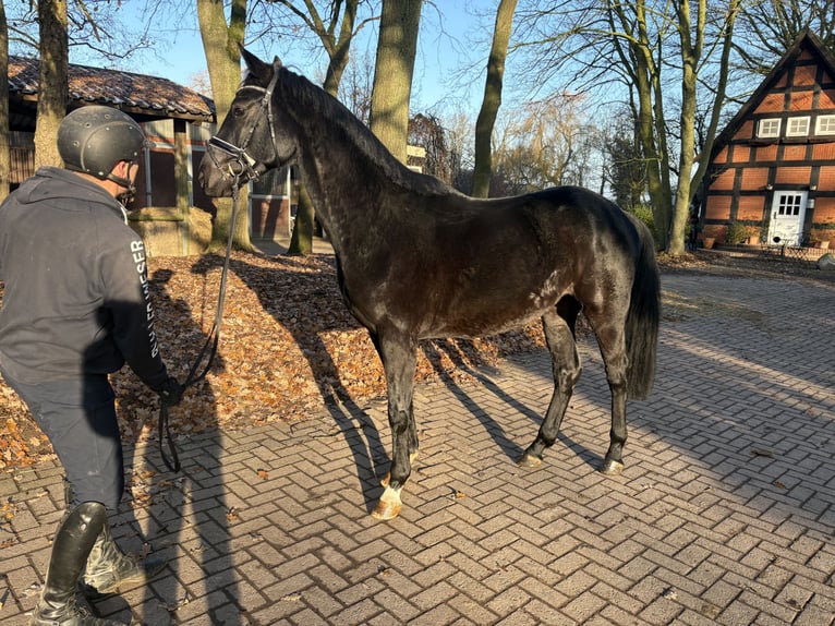 Hanoverian Gelding 3 years 16,2 hh Black in Verden (Aller)