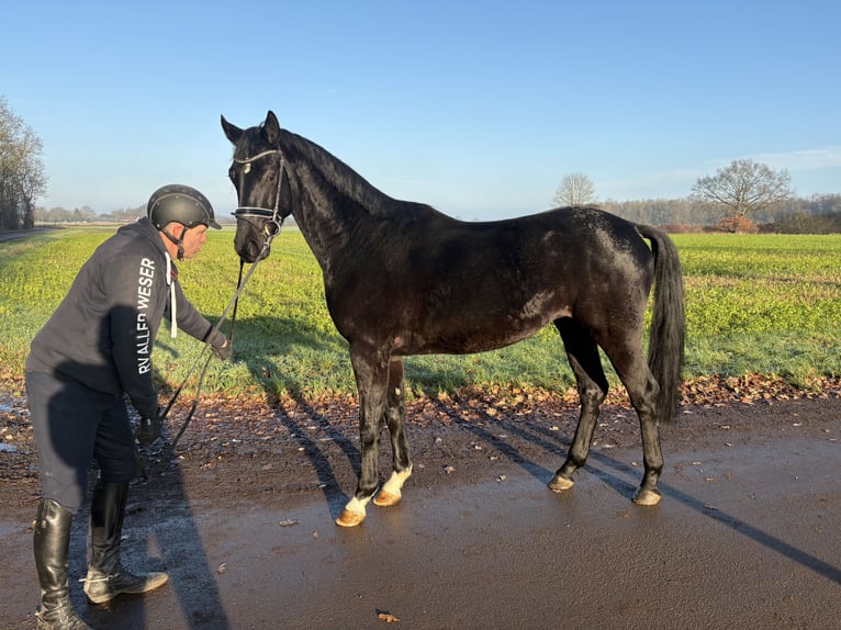 Hanoverian Gelding 3 years 16,2 hh Black in Verden (Aller)