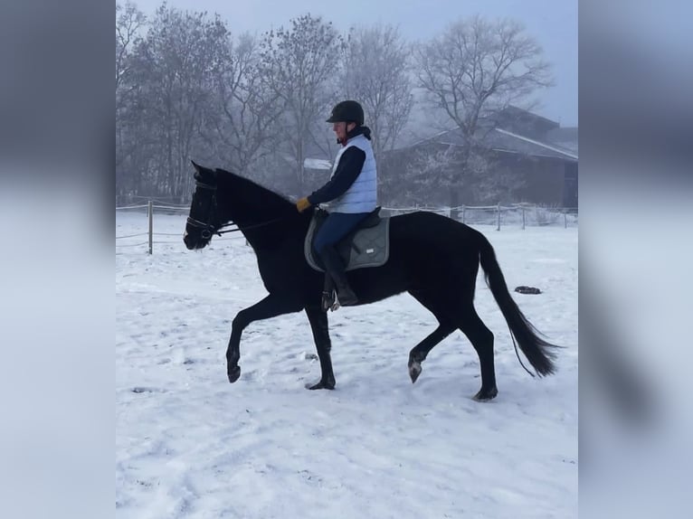 Hanoverian Gelding 3 years 16,2 hh Black in Ovelgönne