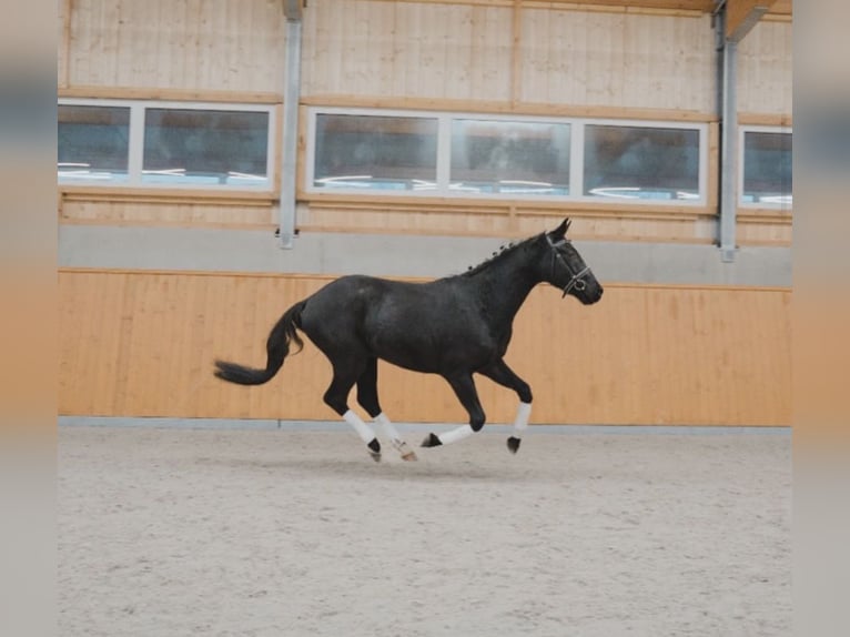 Hanoverian Gelding 3 years 16,2 hh Black in Ovelgönne
