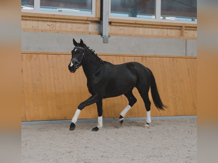Hanoverian Gelding 3 years 16,2 hh Black in Ovelgönne