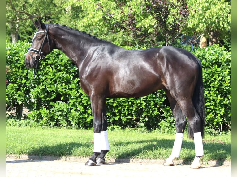 Hanoverian Gelding 3 years 16,2 hh Black in Selsingen