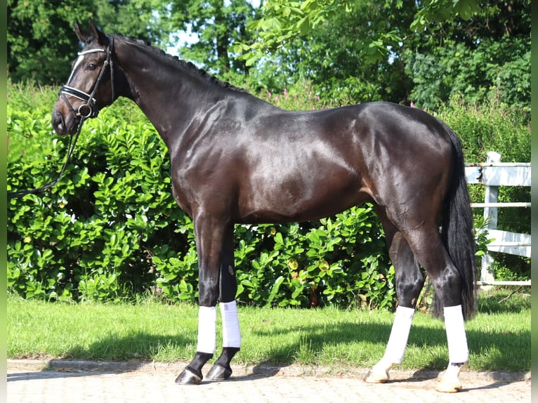 Hanoverian Gelding 3 years 16,2 hh Black in Selsingen