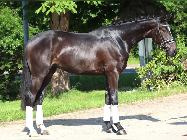 Hanoverian Gelding 3 years 16,2 hh Black in Selsingen