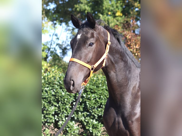 Hanoverian Gelding 3 years 16,2 hh Black in Selsingen