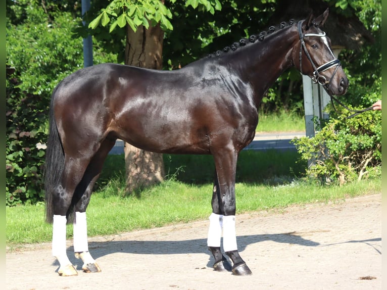 Hanoverian Gelding 3 years 16,2 hh Black in Selsingen