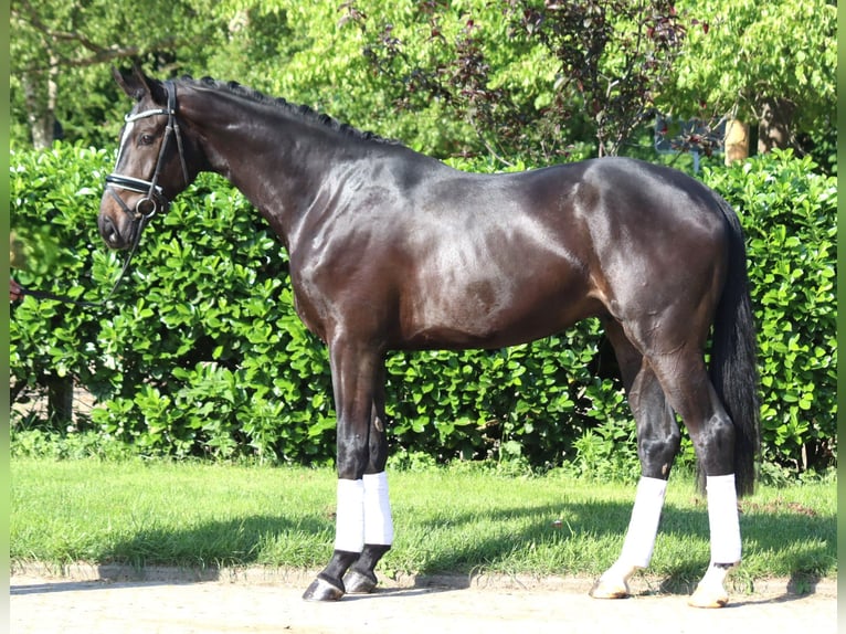 Hanoverian Gelding 3 years 16,2 hh Black in Selsingen
