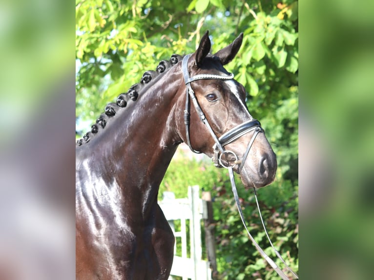 Hanoverian Gelding 3 years 16,2 hh Black in Selsingen