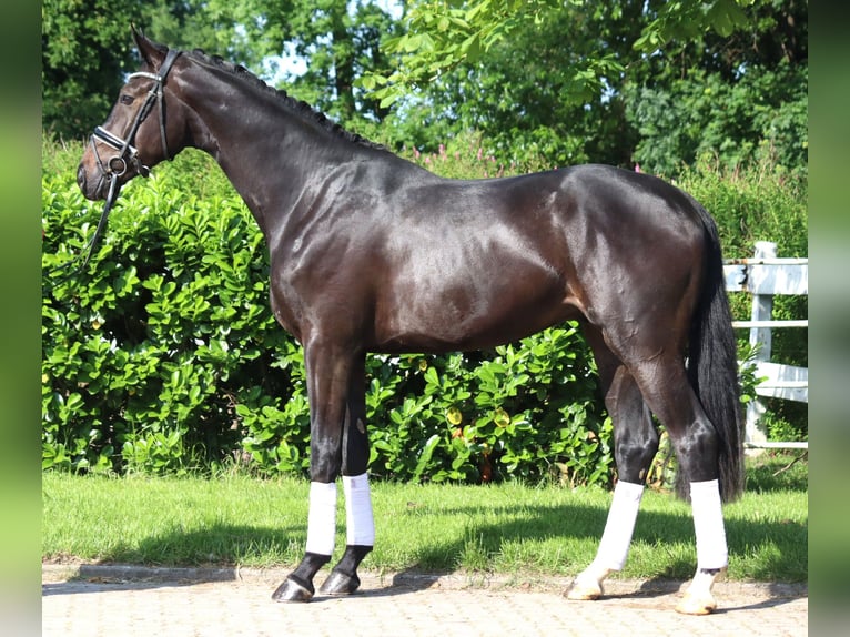 Hanoverian Gelding 3 years 16,2 hh Black in Selsingen