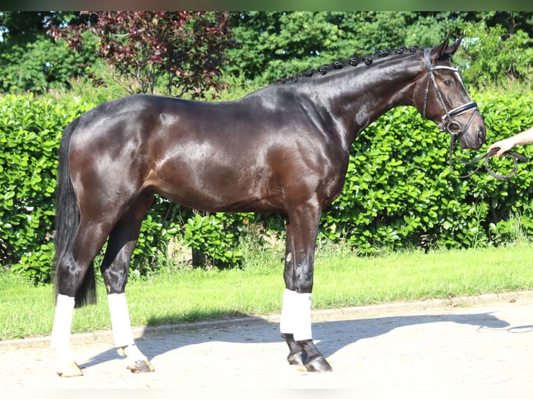 Hanoverian Gelding 3 years 16,2 hh Black in Selsingen