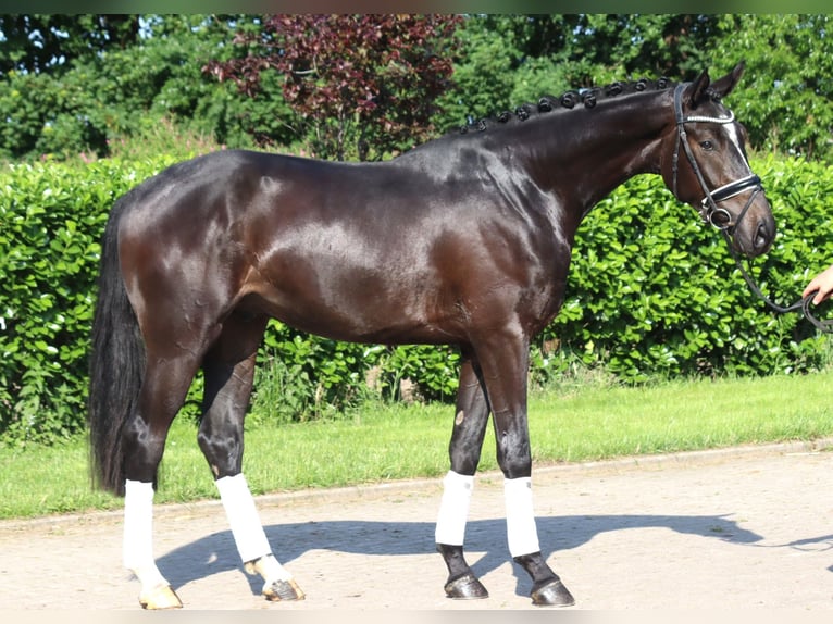 Hanoverian Gelding 3 years 16,2 hh Black in Selsingen