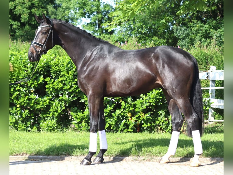 Hanoverian Gelding 3 years 16,2 hh Black in Selsingen