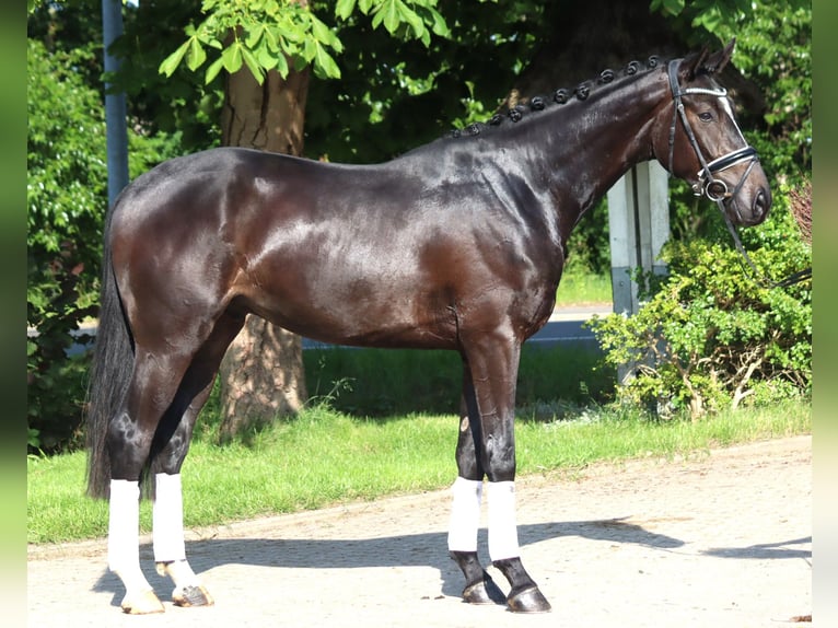 Hanoverian Gelding 3 years 16,2 hh Black in Selsingen
