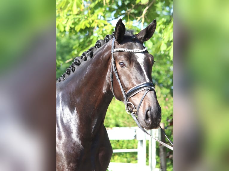 Hanoverian Gelding 3 years 16,2 hh Black in Selsingen