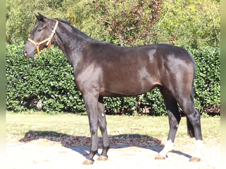 Hanoverian Gelding 3 years 16,2 hh Black in Selsingen