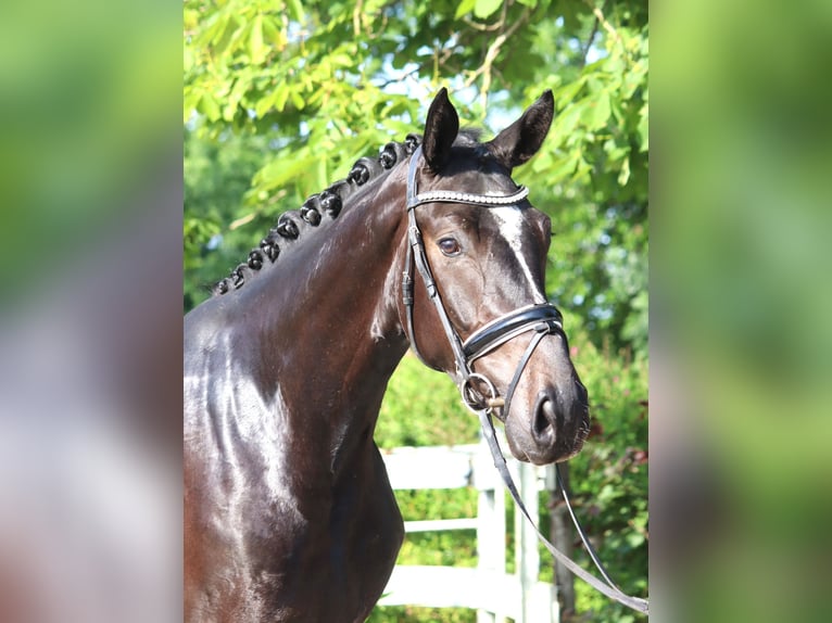 Hanoverian Gelding 3 years 16,2 hh Black in Selsingen