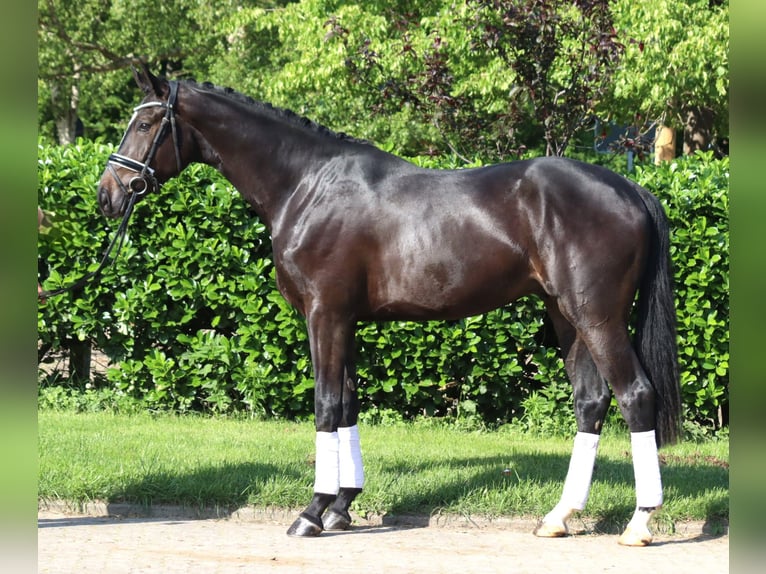 Hanoverian Gelding 3 years 16,2 hh Black in Selsingen