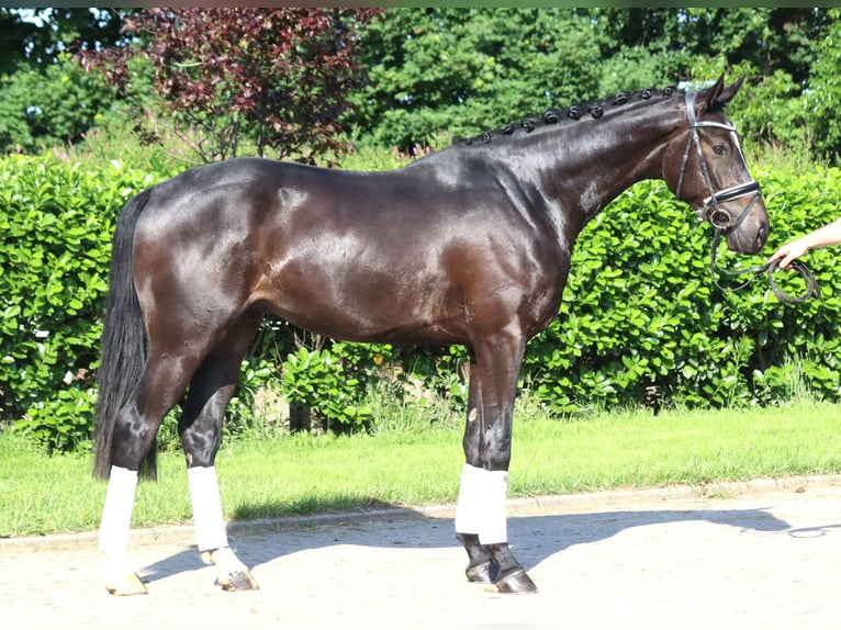 Hanoverian Gelding 3 years 16,2 hh Black in Selsingen