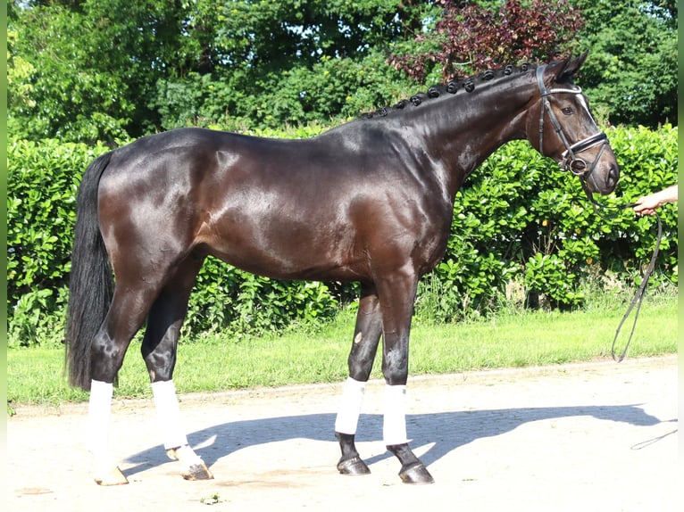 Hanoverian Gelding 3 years 16,2 hh Black in Selsingen