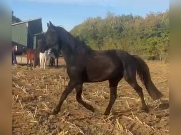 Hanoverian Gelding 3 years 16,2 hh Black in Hamburg