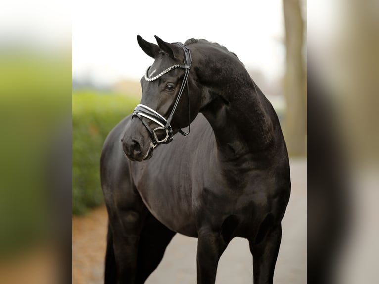 Hanoverian Gelding 3 years 16,2 hh Black in Vechta