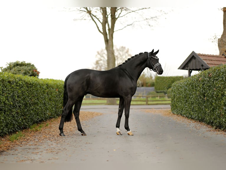 Hanoverian Gelding 3 years 16,2 hh Black in Vechta