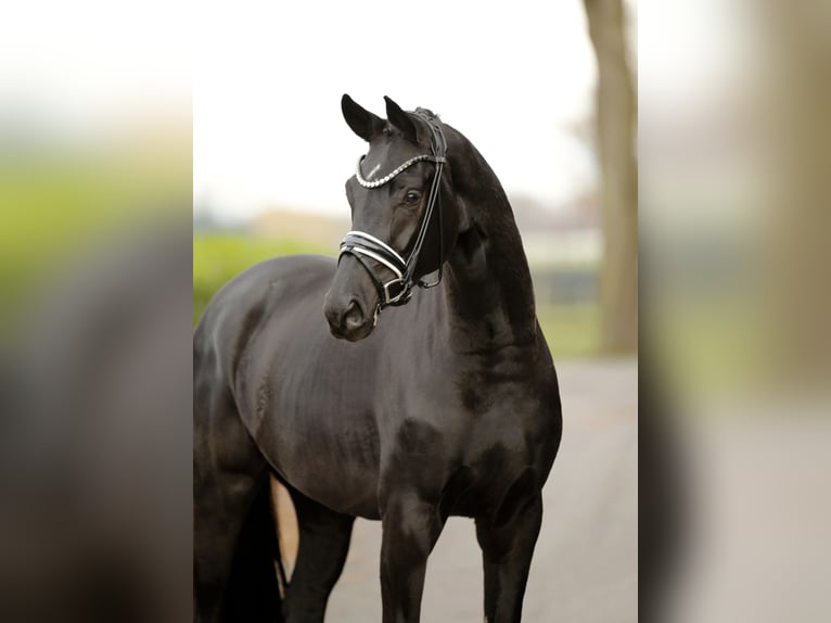 Hanoverian Gelding 3 years 16,2 hh Black in Vechta