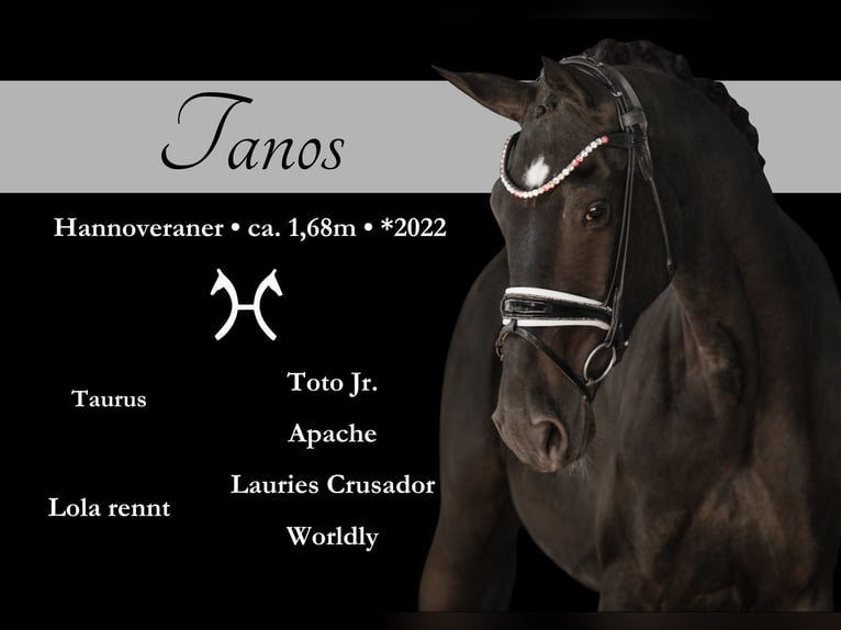 Hanoverian Gelding 3 years 16,2 hh Black in Wehringenn