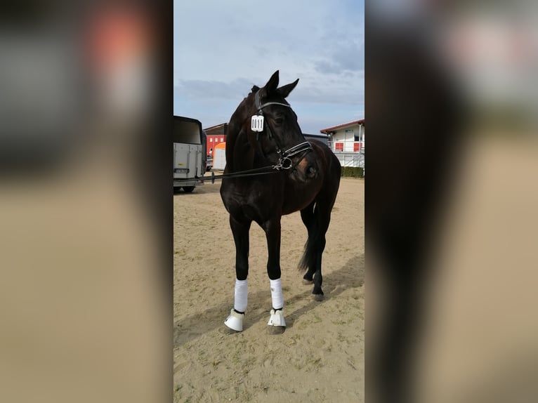 Hanoverian Gelding 3 years 16,2 hh Black in Weil