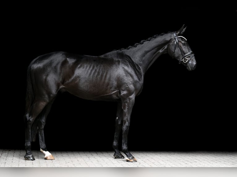 Hanoverian Gelding 3 years 16,2 hh Black in Wingst