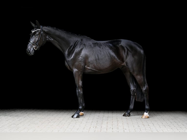 Hanoverian Gelding 3 years 16,2 hh Black in Wingst