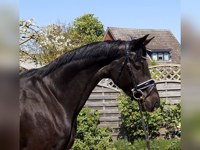 Hanoverian Gelding 3 years 16,2 hh Black in Hamburg