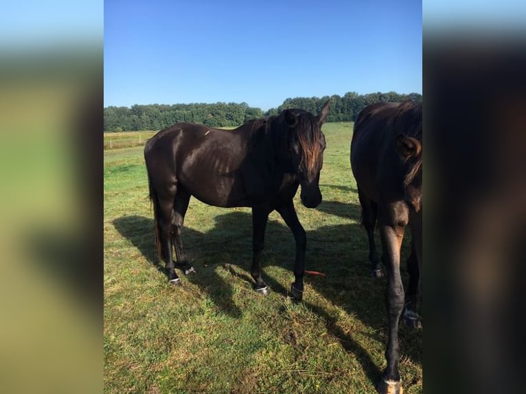 Hanoverian Gelding 3 years 16,2 hh Black in Hamburg