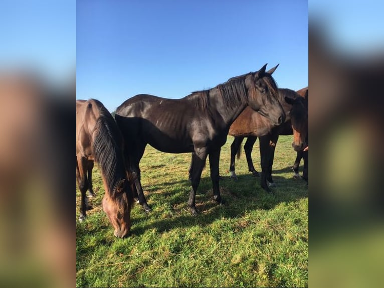 Hanoverian Gelding 3 years 16,2 hh Black in Hamburg