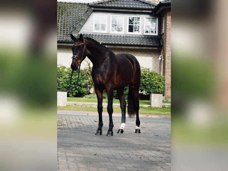Hanoverian Gelding 3 years 16,2 hh Brown in Dorsten