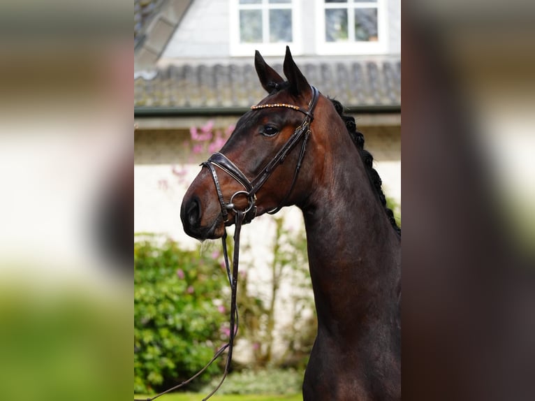 Hanoverian Gelding 3 years 16,2 hh Brown in Dorsten