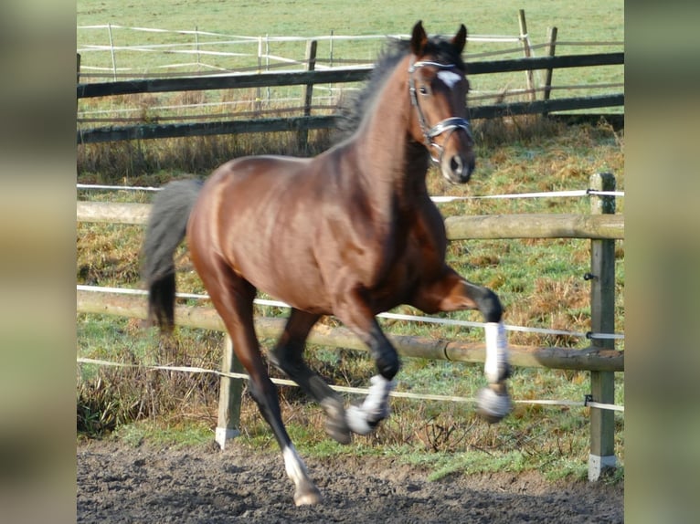 Hanoverian Gelding 3 years 16,2 hh Brown in Greifenstein