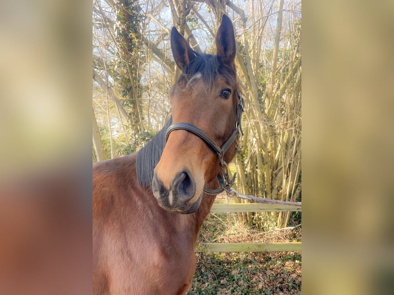 Hanoverian Gelding 3 years 16,2 hh Brown in Isernhagen