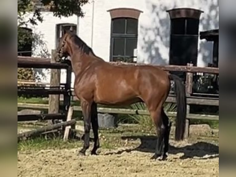 Hanoverian Gelding 3 years 16,2 hh Brown in Kevelaer