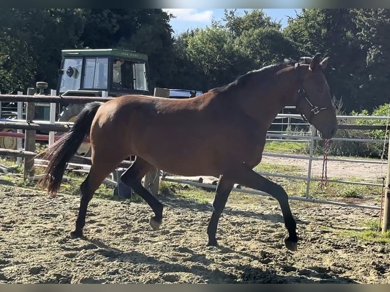 Hanoverian Gelding 3 years 16,2 hh Brown in Kevelaer