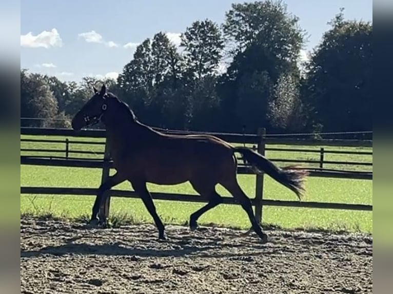 Hanoverian Gelding 3 years 16,2 hh Brown in Kevelaer