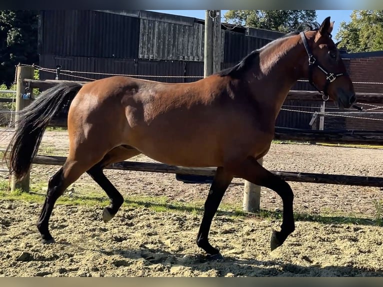 Hanoverian Gelding 3 years 16,2 hh Brown in Kevelaer