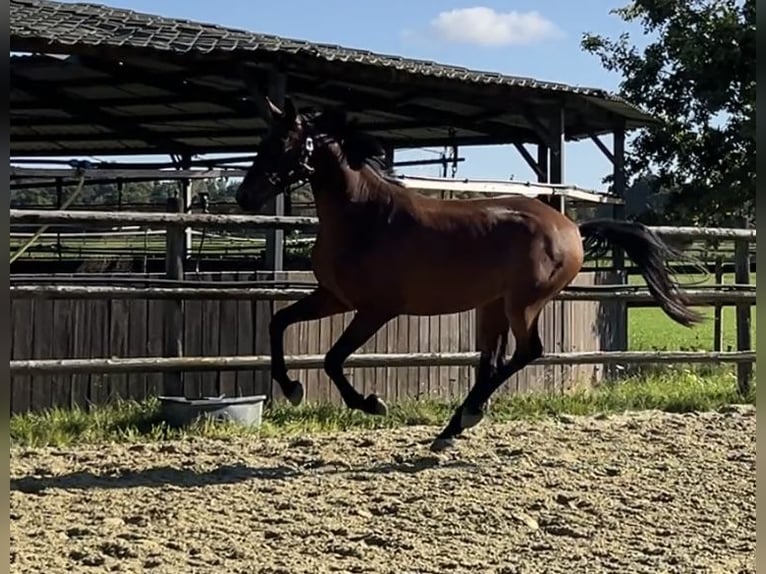 Hanoverian Gelding 3 years 16,2 hh Brown in Kevelaer
