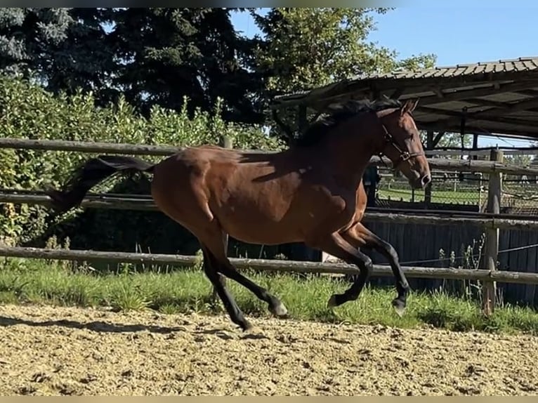 Hanoverian Gelding 3 years 16,2 hh Brown in Kevelaer
