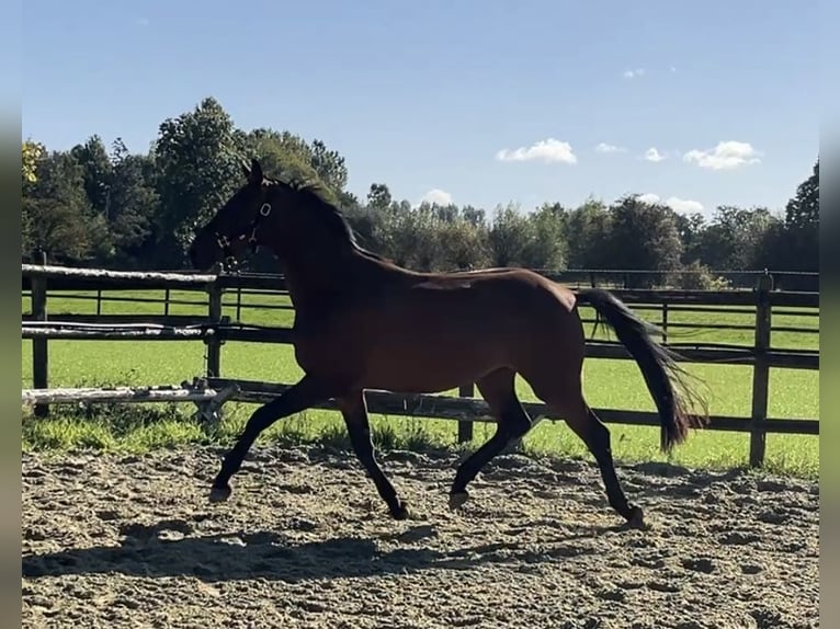 Hanoverian Gelding 3 years 16,2 hh Brown in Kevelaer